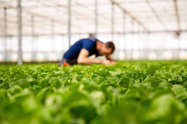 Worker in a modern greenhouse looking at salad crop - Photo, Image