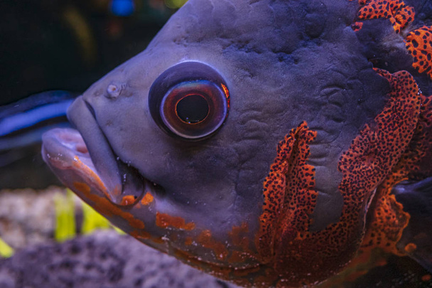 Brightly colored fish head with big eye - Фото, зображення