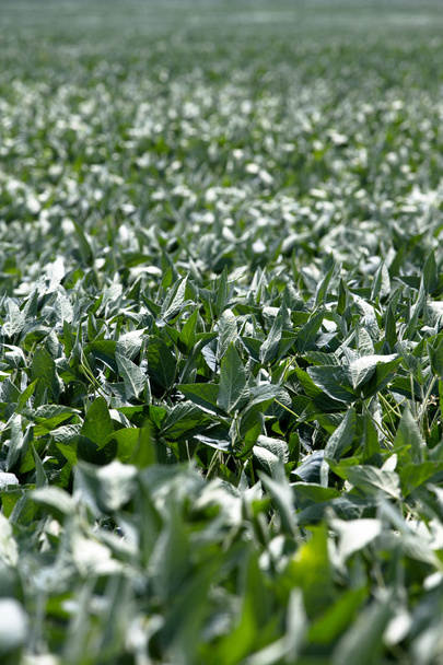 Orta yaz aylarında yemyeşil soya sahasında midwest bir ürün - Fotoğraf, Görsel