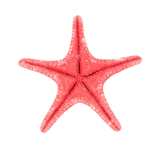 Red starfish - Fotó, kép