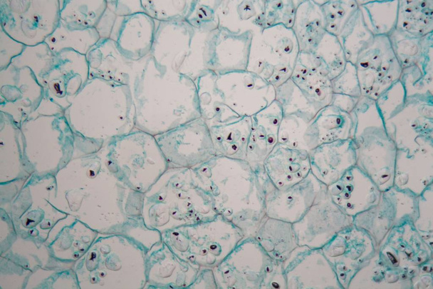 Bir mantar ağacından kabuğu hücreleri. - Fotoğraf, Görsel