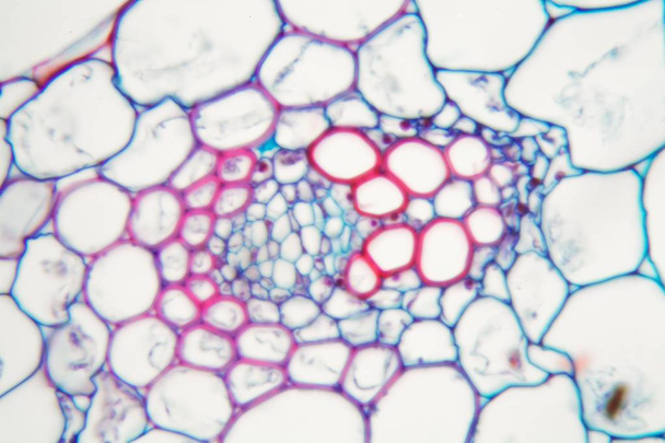 Cellule di un vapore di Buttercup (Caltha palustris
). - Foto, immagini