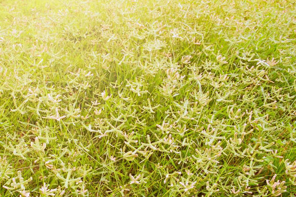Травяной цветок в траве, залитый солнечным светом
 - Фото, изображение