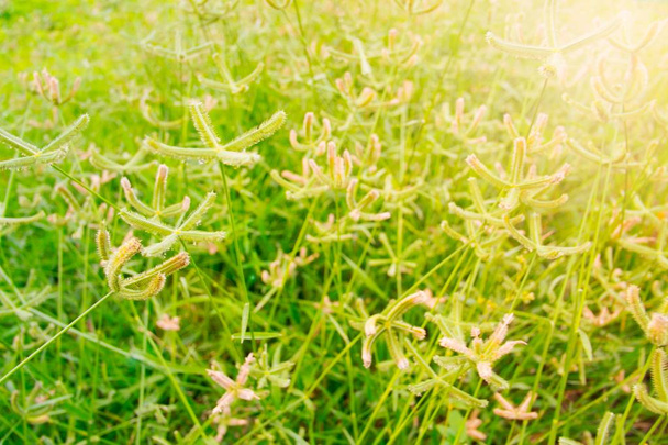 Grasbloem in gras ingediend met zonlicht - Foto, afbeelding