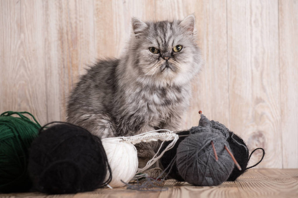 Fluffy grey persian cat with a ball of yarn - Фото, изображение