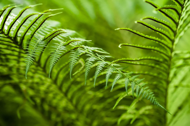 Natural green tropical texture of fern leaves, natural bright green color, fresh exotic botanical background. Abstract exotic backdrop - 写真・画像