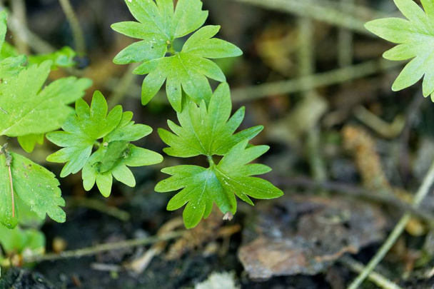 Seedling of a small-leaved lime - Photo, Image