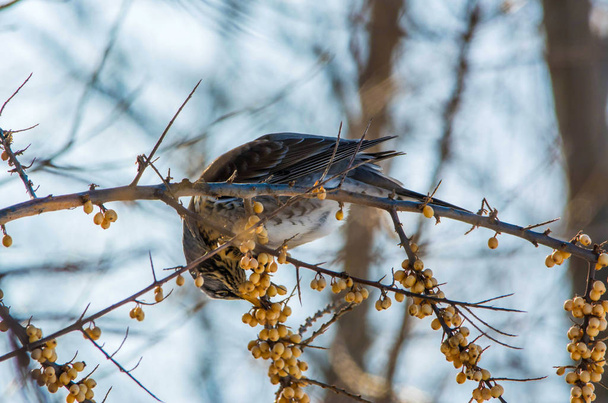 Fieldfare mangiare olivello spinoso sull'albero in inverno
 - Foto, immagini