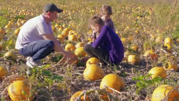 Family on pumpkins field, man showing to children vegetable and picking it up. Autumn harvest on farm, father, son, daughter choosing pumpkin crop. Agriculture with kids. Thanksgiving and Halloween preparation.  Gathering pumpkins in garden - Footage, Video