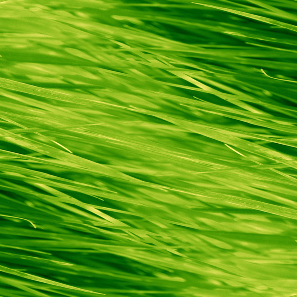 grass background - Photo, Image