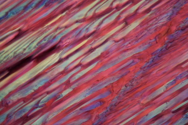 Vino tinto bajo un microscopio, Cabernet Sauvignon
 - Foto, imagen