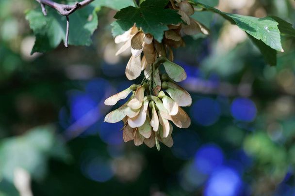 Frutos del arce sicómoro (Acer pseudoplatanus
) - Foto, Imagen