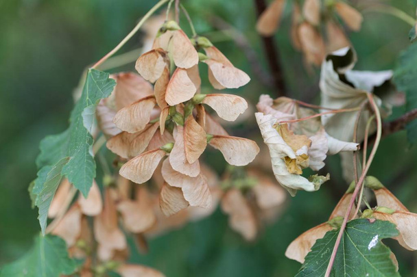 Плоды сикомора (Acer pseudoplatanus)
) - Фото, изображение