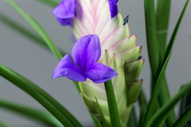 Flower of a pink quill (Tillandsia cyanea) - Photo, Image