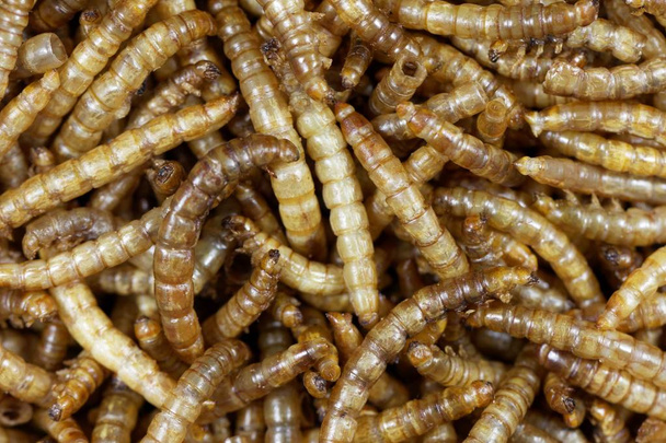 Gedroogde meelwormen (Tenebrio Molitor) - Foto, afbeelding