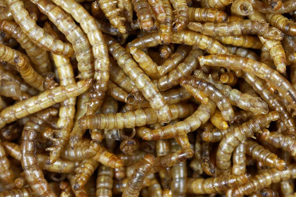 Gedroogde meelwormen (Tenebrio Molitor) - Foto, afbeelding