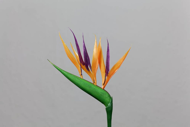 Flor de grulla (Strelitzia reginae
) - Foto, imagen