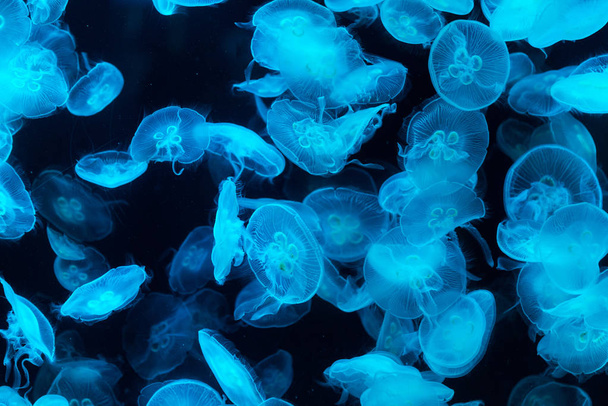 Medusas en acuario iluminadas por luz azul
 - Foto, imagen