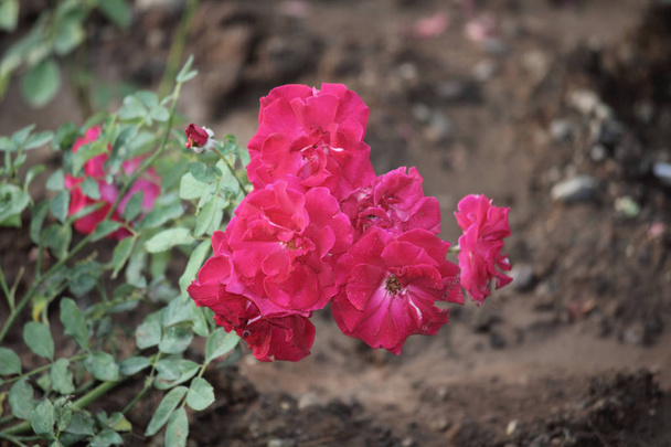 Ruusut, Ruusut Onnellinen Vaeltaja, Rosa Onnellinen Vaeltaja, Pune, Maha
 - Valokuva, kuva