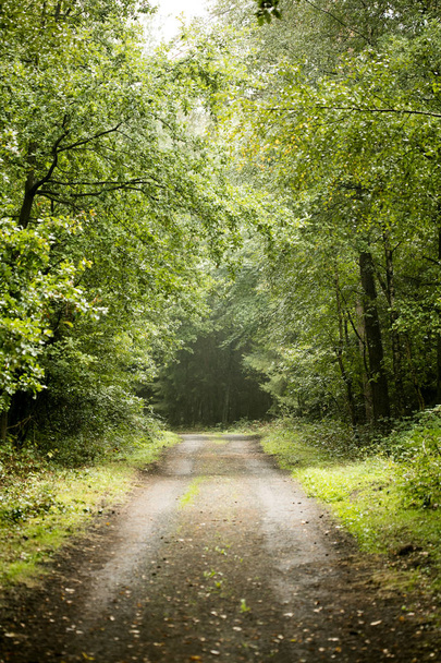 Forest road trip background high quality - Photo, Image