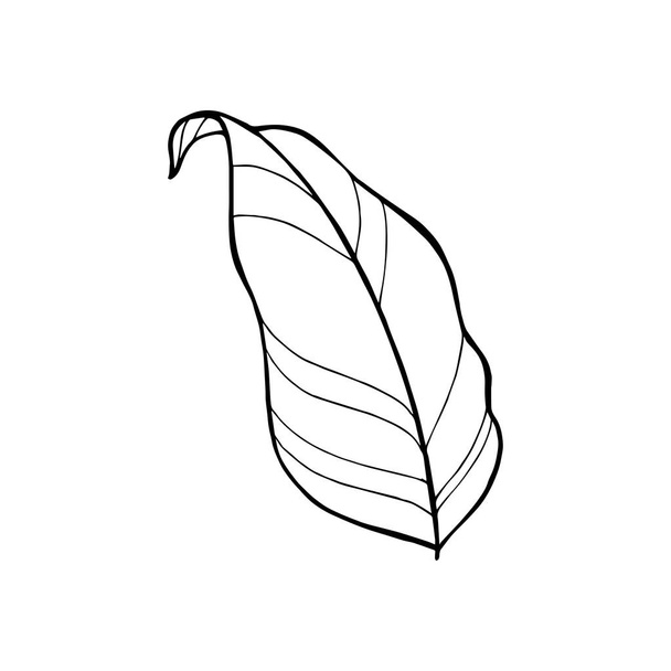 Hand drawn vector tropical leave icons. Coloring book illustration. - ベクター画像