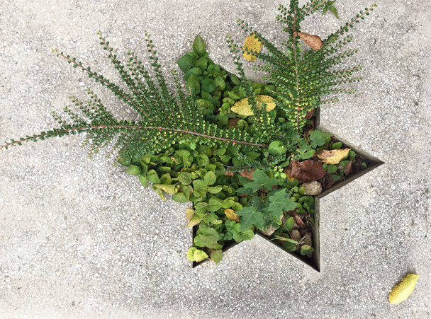 Звездовидное растение
 - Фото, изображение