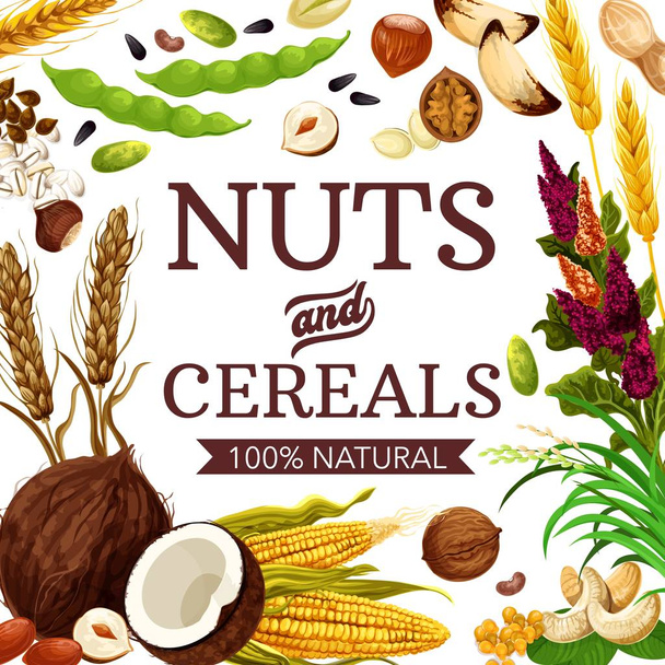 Natural nuts and cereals, vector - Vector, Image