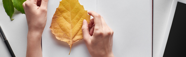 cropped view of female hands near yellow leaf of alder, blank notebook and digital tablet on white table, panoramic shot  - Fotografie, Obrázek