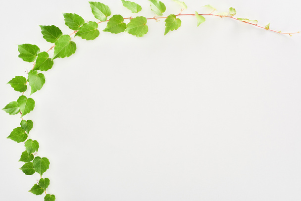 вид зверху гілочки рослини хмелю з зеленим листям ізольовані на білому фоні з місцем для тексту
  - Фото, зображення