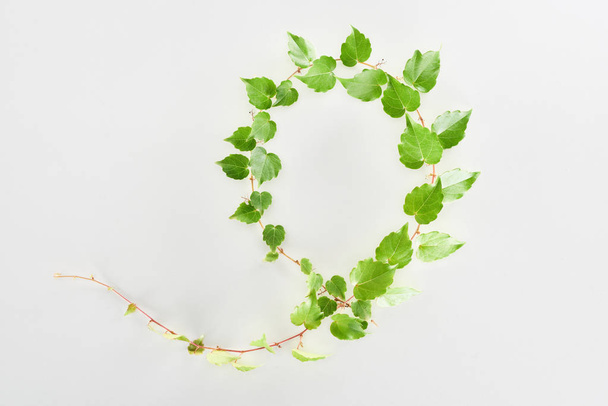 widok górny gałązki chmielu z zielonymi liśćmi odizolowanymi na białym - Zdjęcie, obraz