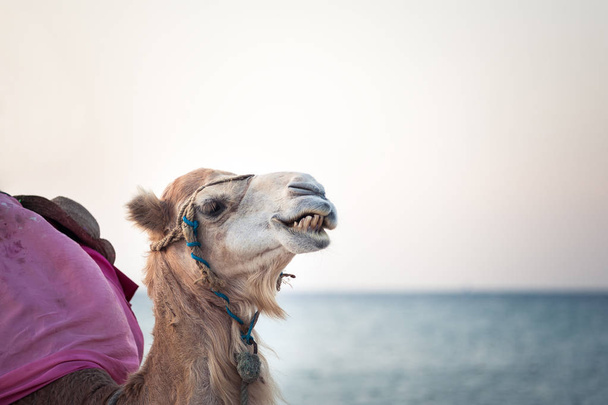 Kameli Tunisian autiomaassa, hauska lähikuva
 - Valokuva, kuva