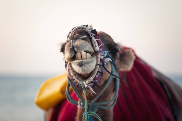 Camelo no deserto tunisino, close-up engraçado
 - Foto, Imagem