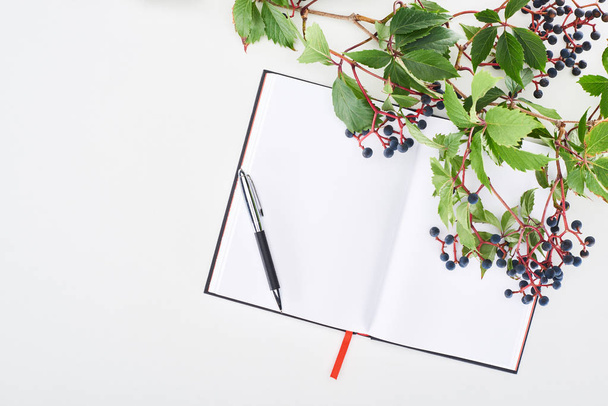 top view of blank notebook with pen near wild grapes branch with green leaves and berries isolated on white - Fotó, kép