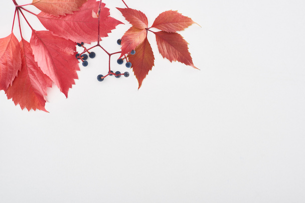 top view of wild grapes branch with red leaves and berries isolated on white with copy space - Photo, Image
