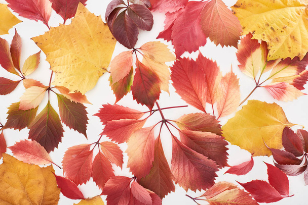 top view of colorful red and yellow leaves of wild grapes, alder and maple isolated on white  - Φωτογραφία, εικόνα