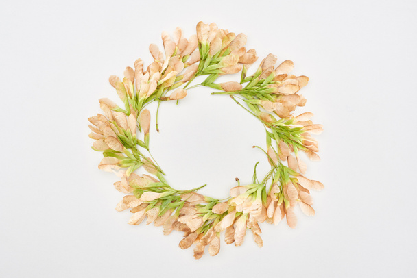 круглая рамка из семян сухих кленов на белом фоне
 - Фото, изображение
