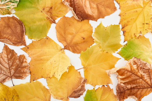 top view of bright yellow maple leaves isolated on white background - Photo, Image