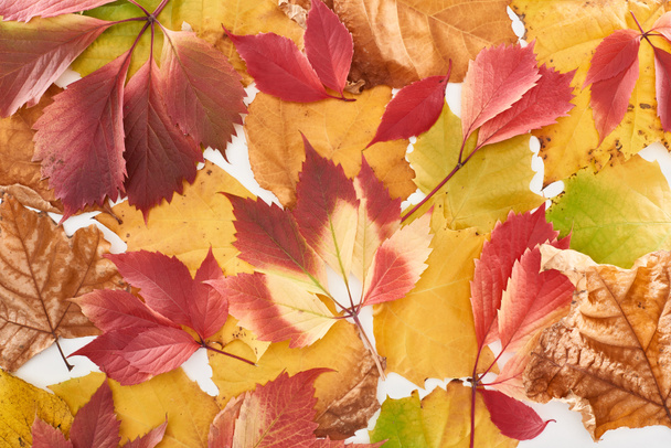 ylhäältä näkymä värikkäitä syksyn lehdet luonnonvaraisten viinirypäleiden ja vaahtera eristetty valkoinen
 - Valokuva, kuva