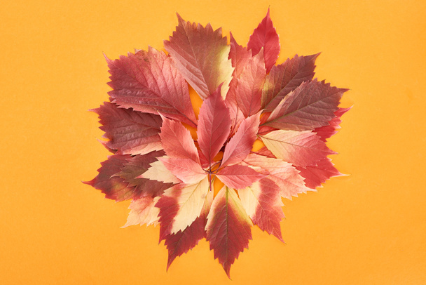 vrchní pohled na barevné podzimní listy divokých hroznů izolovaných na žlutém pozadí - Fotografie, Obrázek