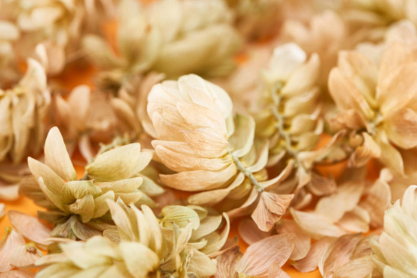 close up view of dry hops near petals on yellow background - Fotografie, Obrázek
