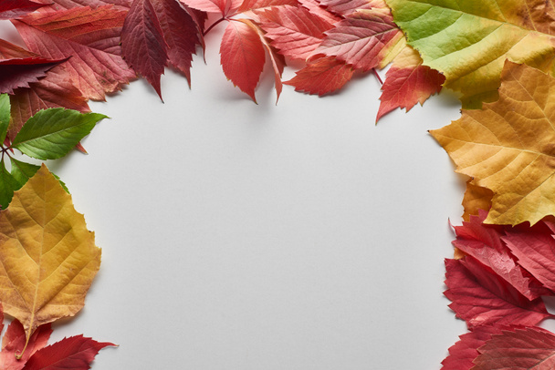 feuilles d'automne colorées d'aulne, d'érable et de raisin sauvage sur fond blanc
 - Photo, image