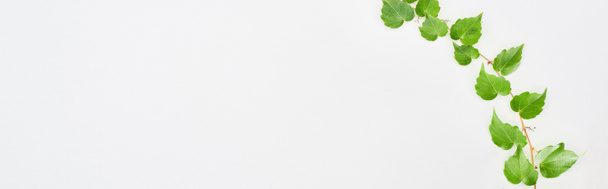 tiro panorâmico de galho de planta de lúpulo com folhas verdes isoladas em branco com espaço de cópia
  - Foto, Imagem