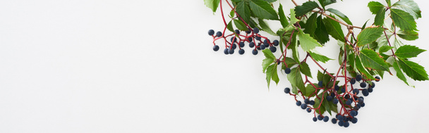panoramiczny widok dzikiej gałęzi winogron z zielonymi liśćmi i jagodami wyizolowanymi na białym  - Zdjęcie, obraz