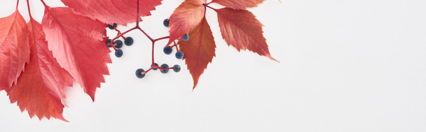 panoramic shot of wild grapes branch with red leaves and berries isolated on white   - Фото, зображення