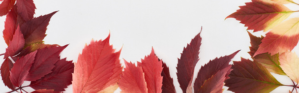 panorámás felvétel színes őszi levelek vadszőlő elszigetelt fehér - Fotó, kép