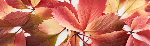 plan panoramique de feuilles d'automne colorées de raisins sauvages isolés sur blanc
 - Photo, image