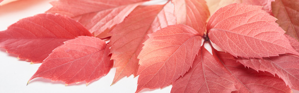 lähikuva värikkäistä syksyn lehdet luonnonvaraisten viinirypäleiden valkoisella pohjalla, panoraama laukaus
 - Valokuva, kuva