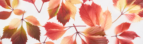 plan panoramique de feuilles d'automne colorées de raisins sauvages isolés sur blanc
 - Photo, image