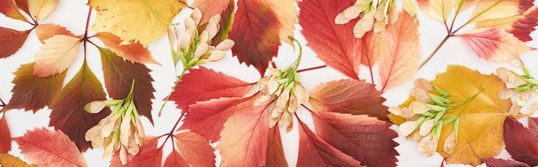 панорамный снимок семян клена, красочные осенние листья дикого винограда, ольхи и клена, выделенные на белом
  - Фото, изображение