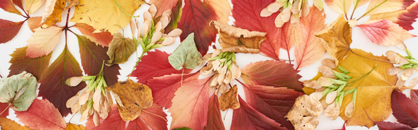 panoramic shot of maple seeds, colorful autumn leaves of wild grapes, alder and maple isolated on white  - Photo, Image
